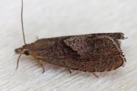 Attēlu rezultāti vaicājumam “Dichrorampha simpliciana”