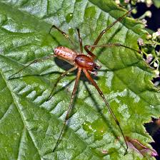 Attēlu rezultāti vaicājumam “Linyphiidae”