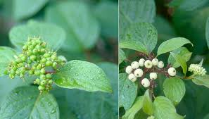 Attēlu rezultāti vaicājumam “Cornus sericea fruit”