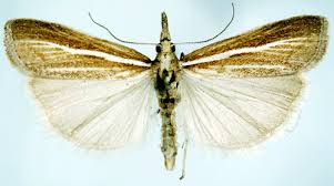 Attēlu rezultāti vaicājumam “Agriphila tristella”