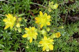 Attēlu rezultāti vaicājumam “Saxifraga cymbalaria fruit”