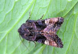 Attēlu rezultāti vaicājumam “Euplexia lucipara”