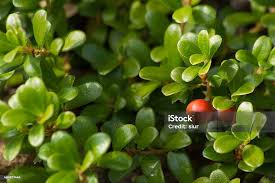 Attēlu rezultāti vaicājumam “Arctostaphylos uva-ursi fruit”