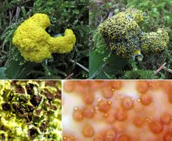 Attēlu rezultāti vaicājumam “Fuligo septica var. flava macro”