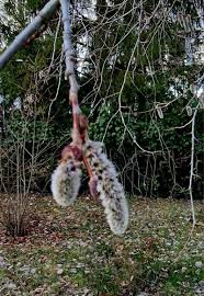 Attēlu rezultāti vaicājumam “Populus tremula”