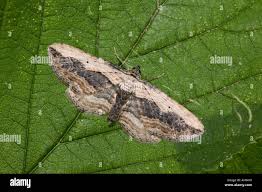 Attēlu rezultāti vaicājumam “Horisme vitalbata”