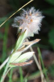 Attēlu rezultāti vaicājumam “Trifolium arvense leaf”