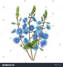 Attēlu rezultāti vaicājumam “Veronica chamaedrys bud”