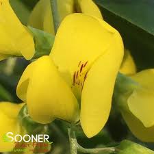 Image result for Laburnum anagyroides