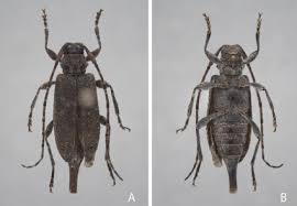 Attēlu rezultāti vaicājumam “Cerambycidae”