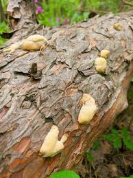 Attēlu rezultāti vaicājumam “Diplomitoporus flavescens”