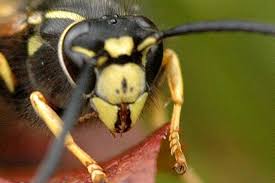 Attēlu rezultāti vaicājumam “Vespula rufa”