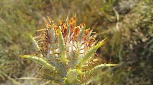 Attēlu rezultāti vaicājumam “Carlina vulgaris”