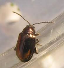 Attēlu rezultāti vaicājumam “Altica sp.”