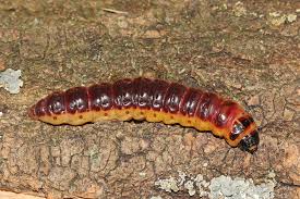 Attēlu rezultāti vaicājumam “Cossus cossus larva”