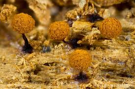 Attēlu rezultāti vaicājumam “Cribraria rufa”