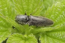 Attēlu rezultāti vaicājumam “Athous sp.”