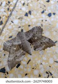 Attēlu rezultāti vaicājumam “Laothoe populi”