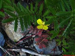 Attēlu rezultāti vaicājumam “Argentina anserina leaf”