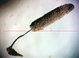 Attēlu rezultāti vaicājumam “Stemonitopsis hyperopta var. landewaldii”