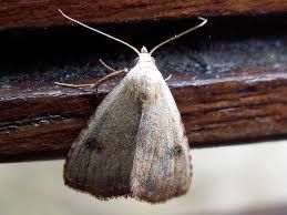 Attēlu rezultāti vaicājumam “Rivula sericealis”