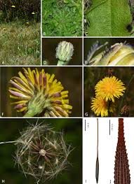 Attēlu rezultāti vaicājumam “Hypochaeris radicata”