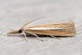 Attēlu rezultāti vaicājumam “Agriphila selasella”