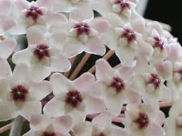 「園田貴生 ドラゴンクライシス!」の画像検索結果