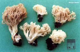 Attēlu rezultāti vaicājumam “Clavulina coralloides”