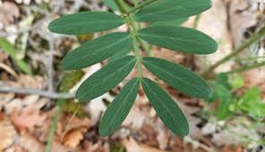 Attēlu rezultāti vaicājumam “Lathyrus niger leaf”