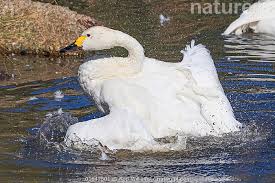 Attēlu rezultāti vaicājumam “Cygnus columbianus”