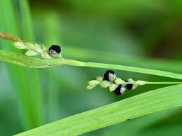 Attēlu rezultāti vaicājumam “Anthracoidea”
