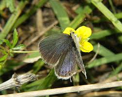 Attēlu rezultāti vaicājumam “Everes argiades”