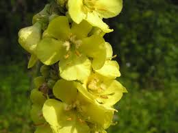 Image result for Verbascum phlomoides