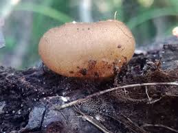 Attēlu rezultāti vaicājumam “Humaria hemisphaerica”