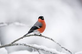 Attēlu rezultāti vaicājumam “Pyrrhula pyrrhula male”