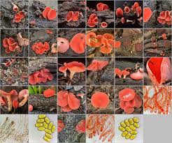 Attēlu rezultāti vaicājumam “Stemonitis lignicola stalked”