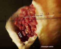 Attēlu rezultāti vaicājumam “Chionaspis salicis”