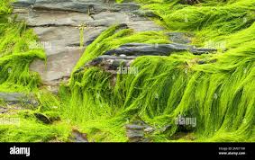 Attēlu rezultāti vaicājumam “Enteromorpha sp.”