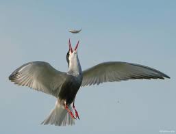 Attēlu rezultāti vaicājumam “Chlidonias hybrida adult”