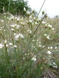 Attēlu rezultāti vaicājumam “Arenaria procera”