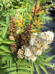 Attēlu rezultāti vaicājumam “Sorbaria sorbifolia flower”