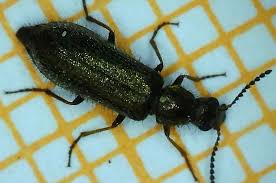 Attēlu rezultāti vaicājumam “Dasytes caeruleus imago”