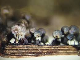 Attēlu rezultāti vaicājumam “Lamproderma violaceum”