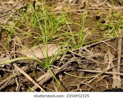 Attēlu rezultāti vaicājumam “Isoetaceae”