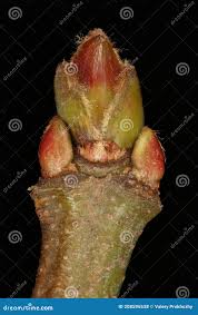 Attēlu rezultāti vaicājumam “Acer saccharinum bud”