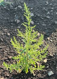 Image result for Chenopodium ambrosioides