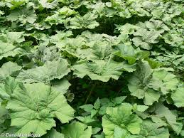 Attēlu rezultāti vaicājumam “Petasites hybridus leaf”