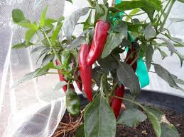 Afbeeldingsresultaat voor Szegedi 80 hot pepper