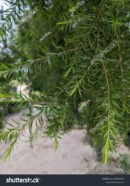 Attēlu rezultāti vaicājumam “Taxus wallichiana”